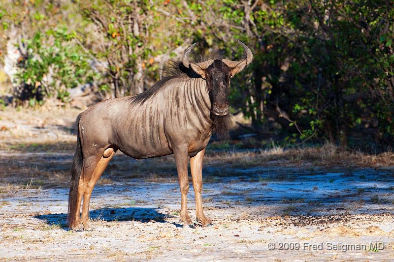 20090616_085111 D300 (1) X1.jpg - Wildebeast in Selinda Spillway, Botswana